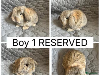 Mini Lop rabbits All reserved. Beautiful baby mini lops - Advert 2
