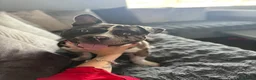 American Bully dogs for sale: Male Merle pocket bully  in Portsmouth - Advert 25