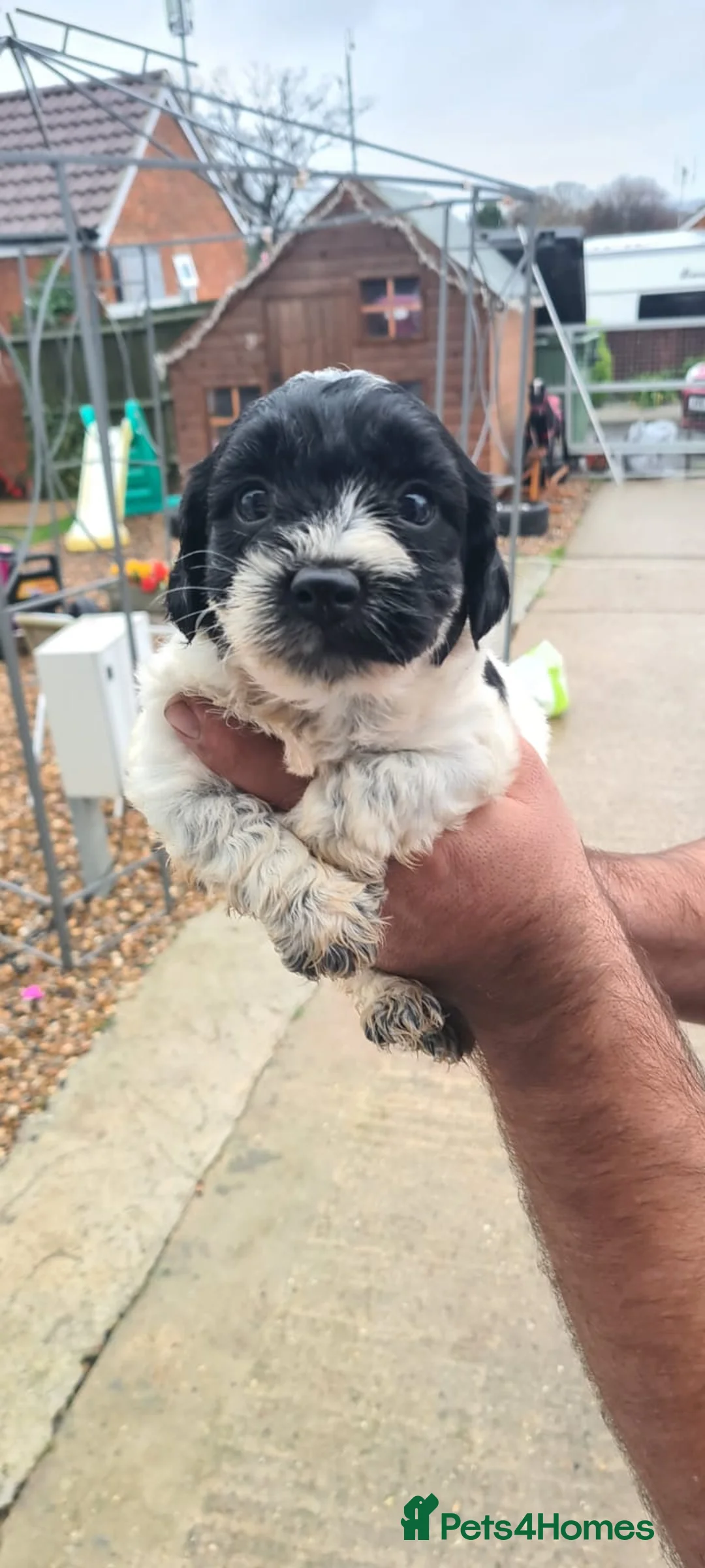 Bichon Frise dogs for stud: Bichon Frise *for stud only* in Hoddesdon - Advert 11