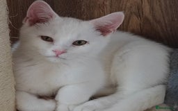 British Shorthair cats for sale: *READY*RARE PURE WHITE BSH TICA PEDIGREE KITTENS - Image 1