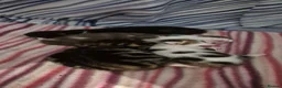 Mixed Breed cats for sale: Gorgeous mixed breed kittens! in Reading - Advert 8