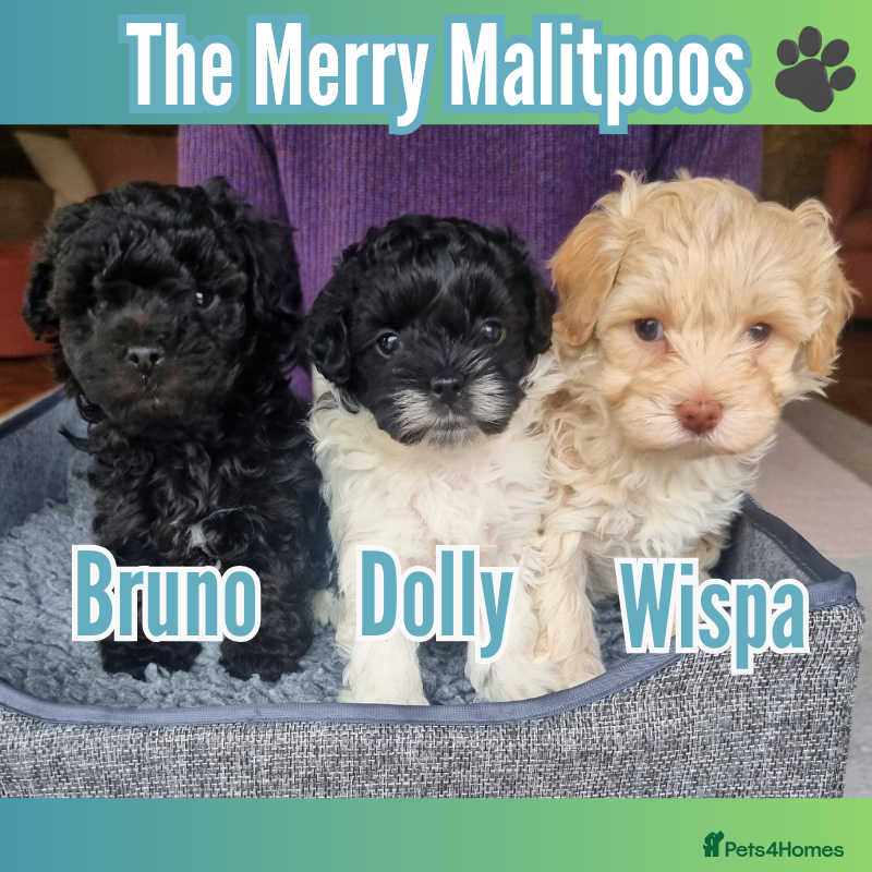 Maltipoo dogs Family-Raised Toy Maltipoos✨DNA Clear✨3GenPedigree - Advert 17