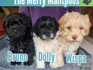 Maltipoo dogs Family-Raised Toy Maltipoos✨DNA Clear✨3GenPedigree - Advert 17