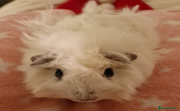 Guinea Pig rodents - Advert 2