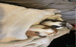 Guinea Pig rodents for sale: 2 male guinea  - Image 7