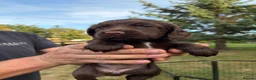 Sprocker dogs for sale: Sprocker Spaniel Puppies  - Advert 7