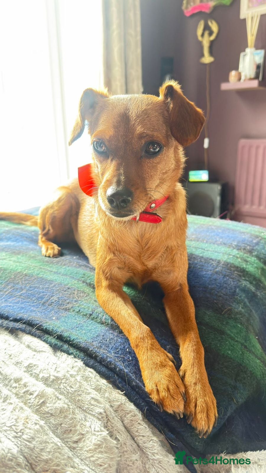 Mixed Breed dogs Honey in UK foster - Nuneaton - Advert 1