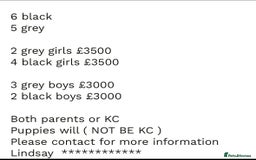 Mastiff dogs for sale: Mastiff puppies (Neapolitan) - Advert 29