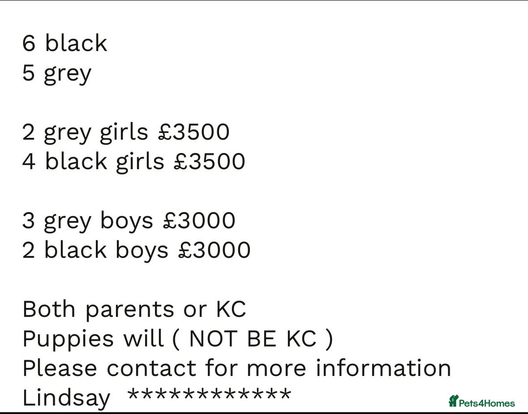 Mastiff dogs for sale: Mastiff puppies (Neapolitan) - Advert 29