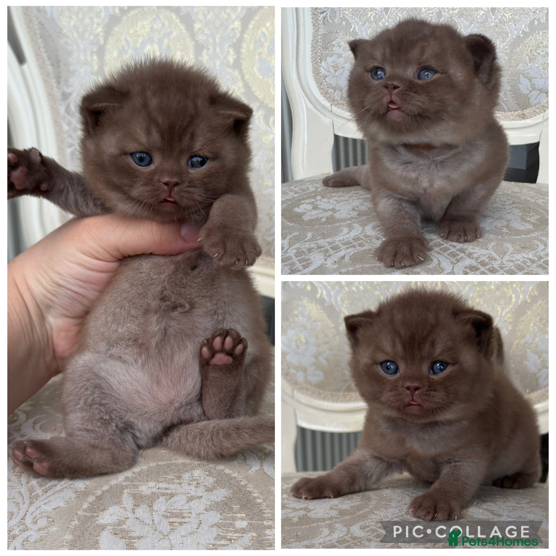 British Shorthair cats Exceptional FIFe Registered BSH Kittens - Advert 2
