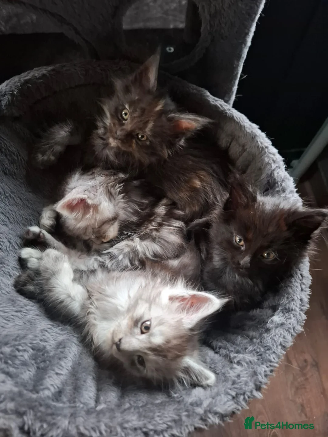 Maine Coon cats for sale: 5 Beautiful Maine Coon kittens  - Advert 13
