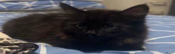 Mixed Breed cats for sale: Black female kitten for sale   in Chesham - Advert 3