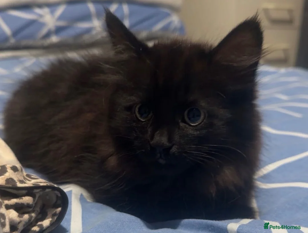 Mixed Breed cats for sale: Black female kitten for sale   in Chesham - Advert 3