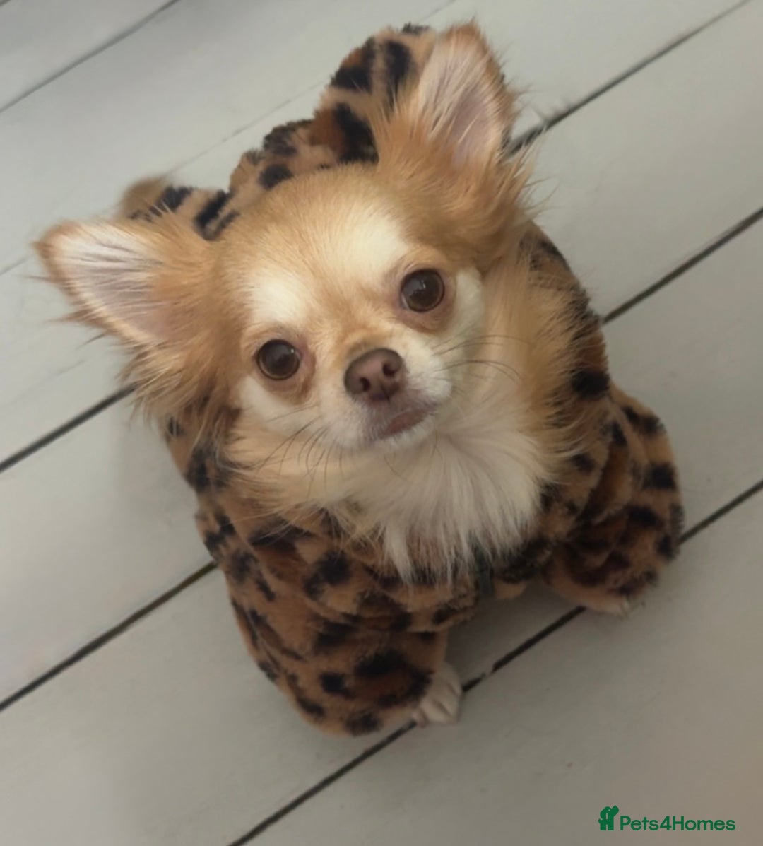 Chihuahua dogs for sale: Beautiful Cream & chocolate tan Chihuahuas! - Advert 12