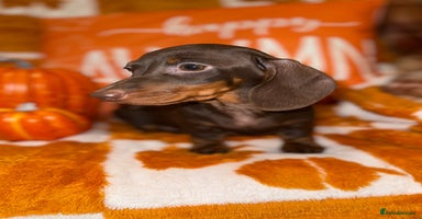 Miniature Dachshund dogs - Advert 2
