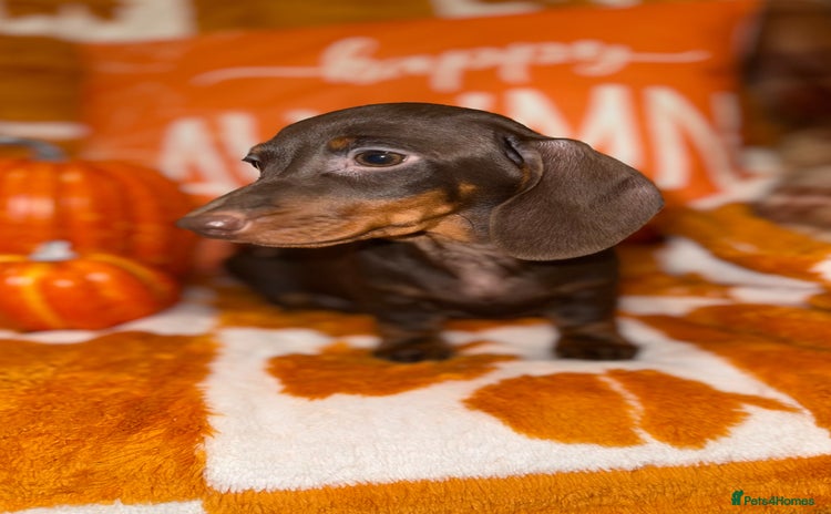 Miniature Dachshund dogs - Advert 4