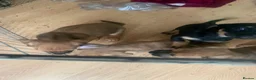 Mixed Breed dogs for sale: 4 French wieners  in Lincoln - Advert 3