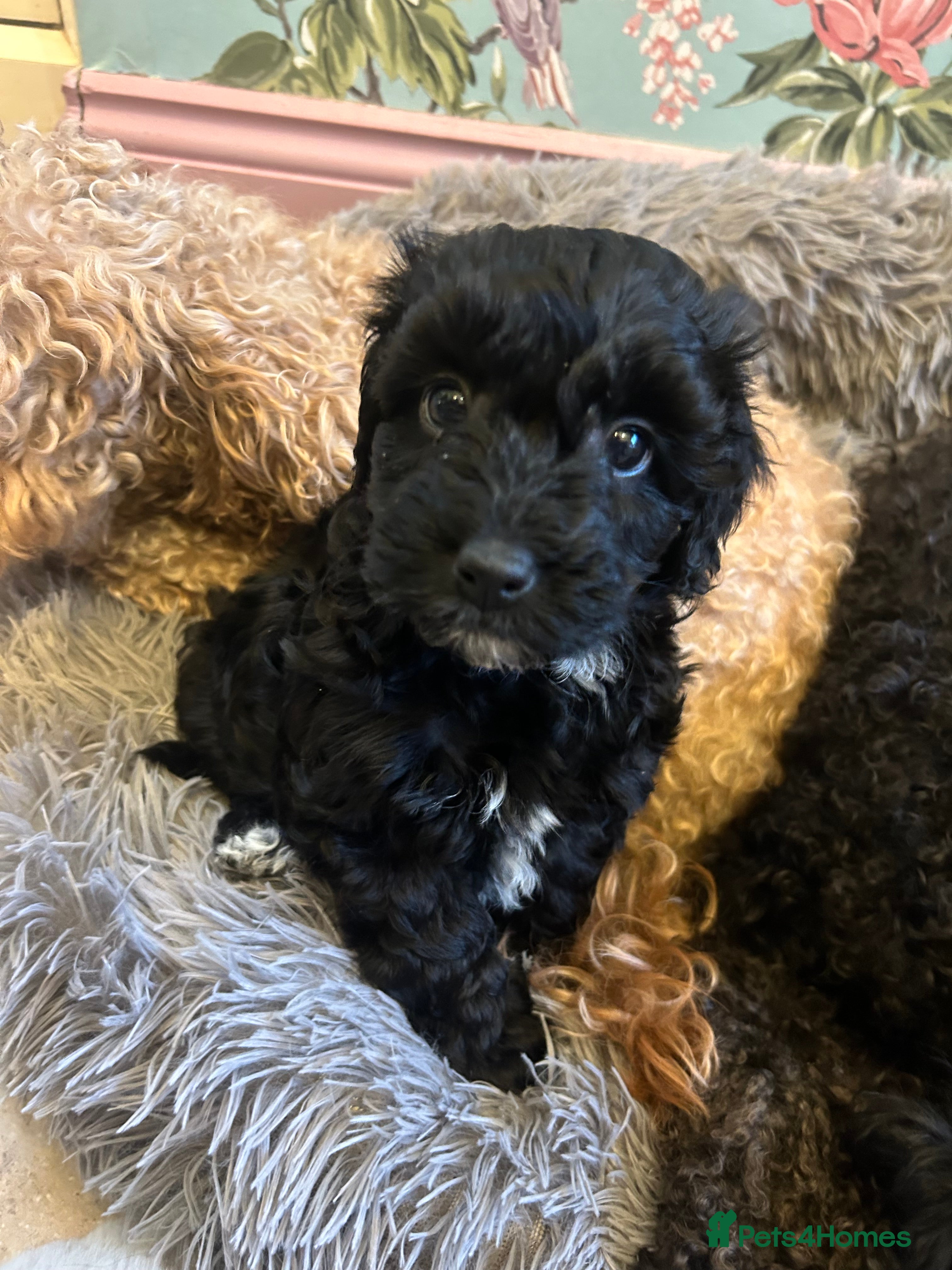 Toy Poodle dogs READY THIS WEEKEND Beautiful Toy poodle girls - Advert 13