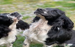 English Springer Spaniel dogs for sale: Springer Spaniel Puppies - Image 8