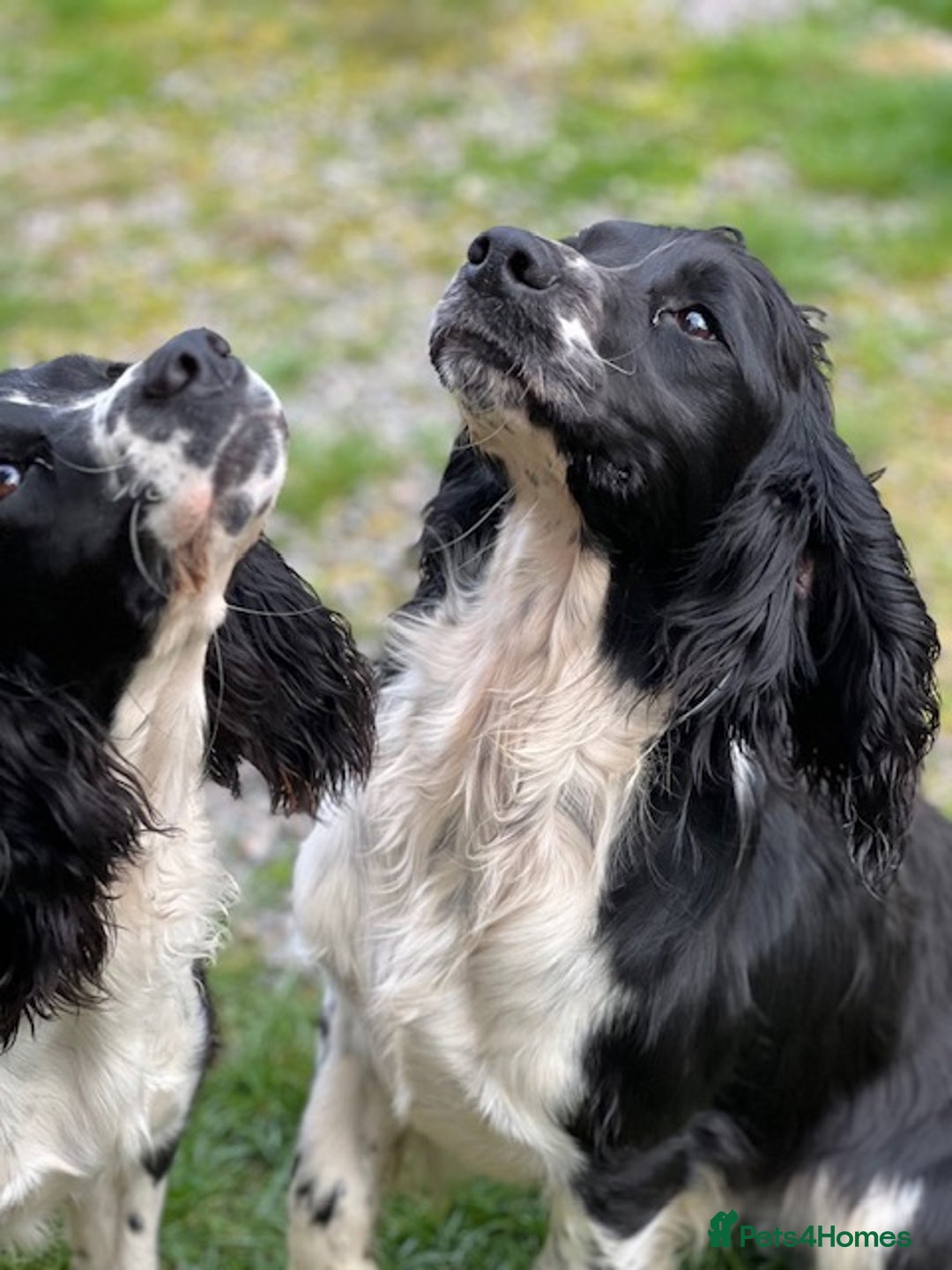 English Springer Spaniel dogs for sale: Springer Spaniel Puppies - Image 8