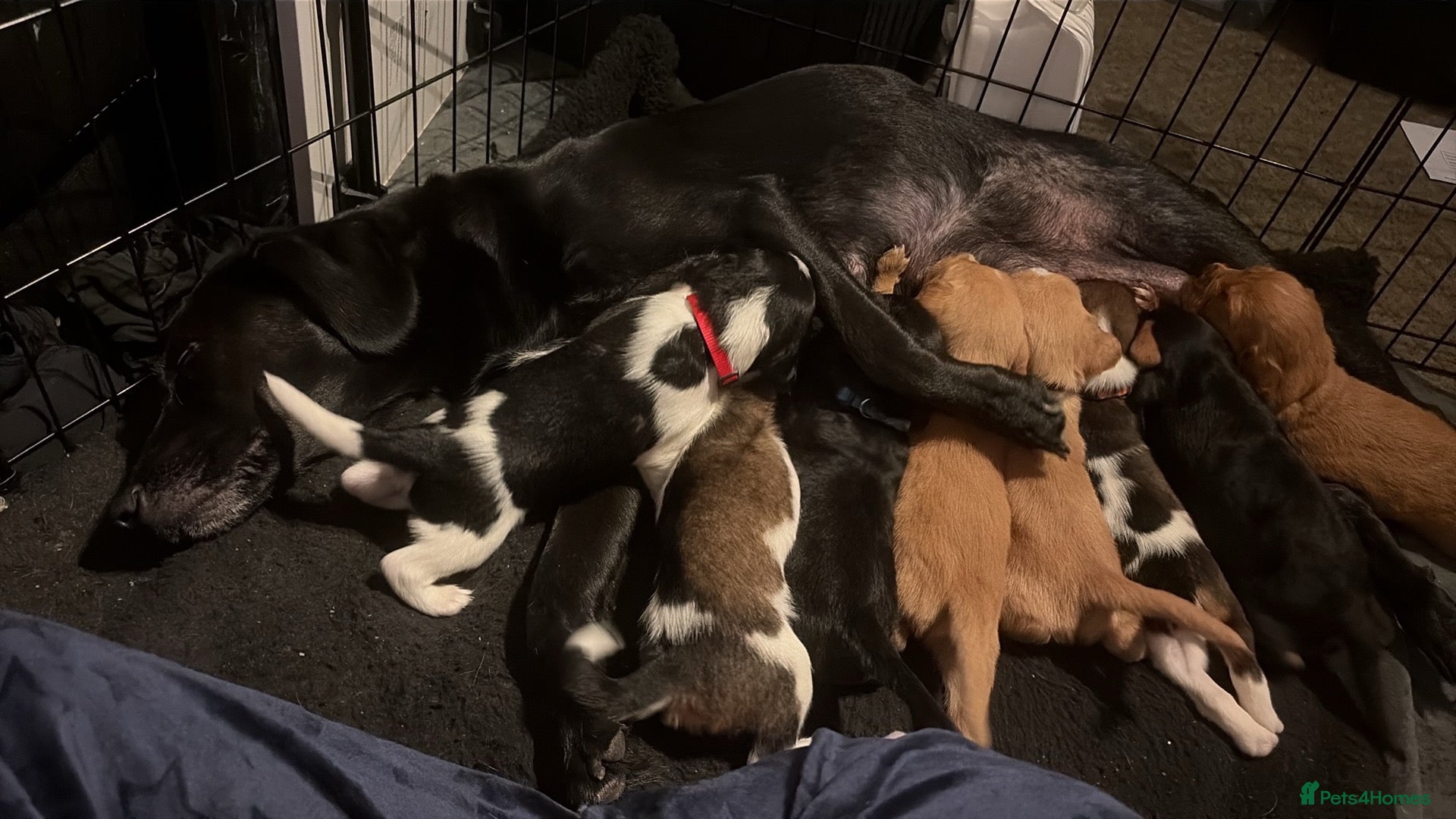 Mixed Breed dogs Seven sweet cavador puppies  - Advert 7