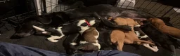 Mixed Breed dogs for sale: Seven sweet cavador puppies  - Advert 1