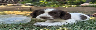 Cocker Spaniel 1