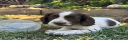 Cocker Spaniel dogs for sale: Cocker spaniel puppies  - Advert 4