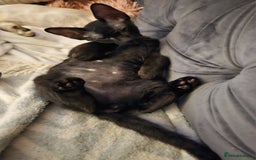 Sphynx cats for sale: Sphynx x Siamese kittens - Image 18