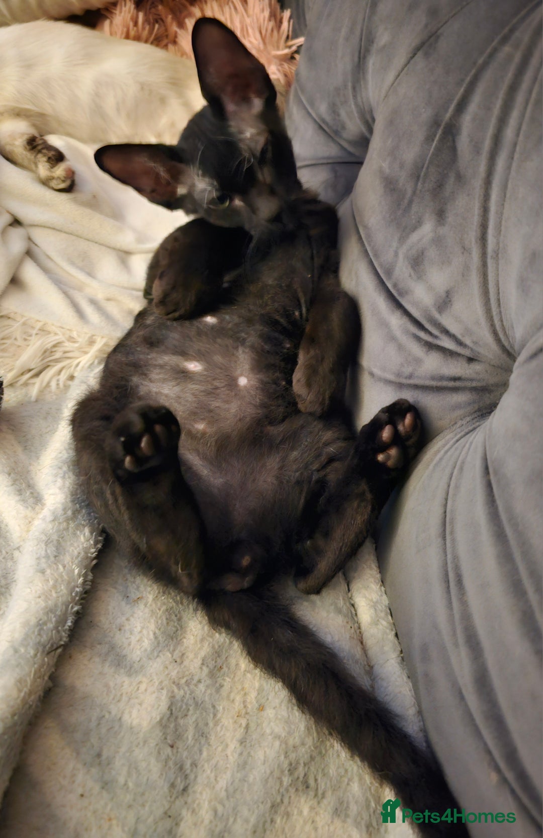 Sphynx cats for sale: Sphynx x Siamese kittens - Image 18