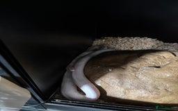 Corn Snake reptiles for sale: CORN SNAKES X 2 in full set ups - Image 2