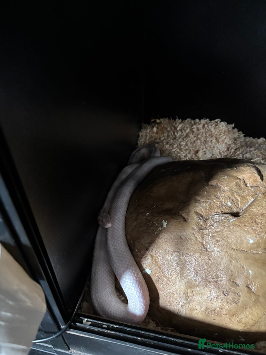 Corn Snake reptiles for sale: CORN SNAKES X 2 in full set ups - Image 2