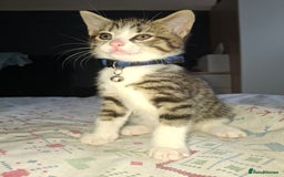 Mixed Breed cats for sale: Kittens for sale  - Image 2