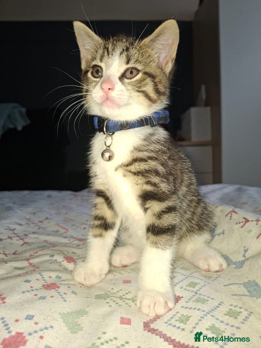 Mixed Breed cats for sale: Kittens for sale  - Image 2