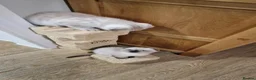 Scottish Fold cats for sale: 🐾Cute🐱 Scottish fold and Scottish straight🐱🐾 - Advert 9