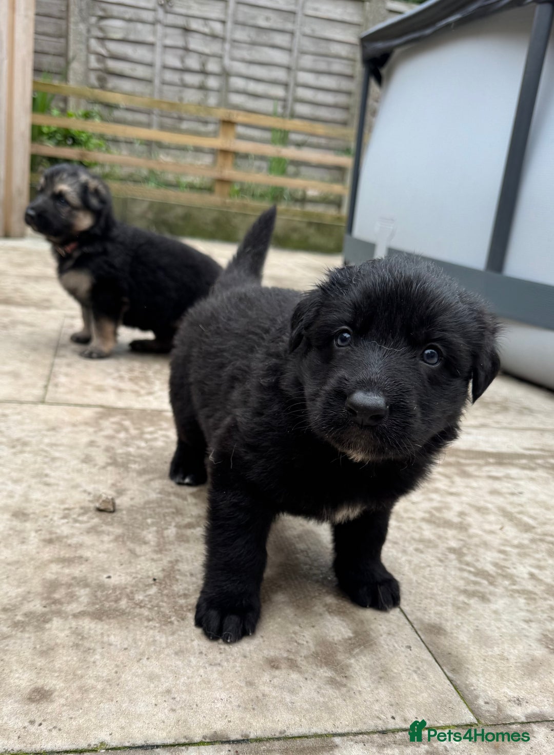 German Shepherd dogs for sale: Stunning top quality German shepherd puppies - Image 3