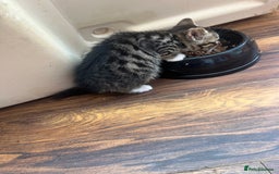 Bengal cats for sale: Bengal babies  - Image 22