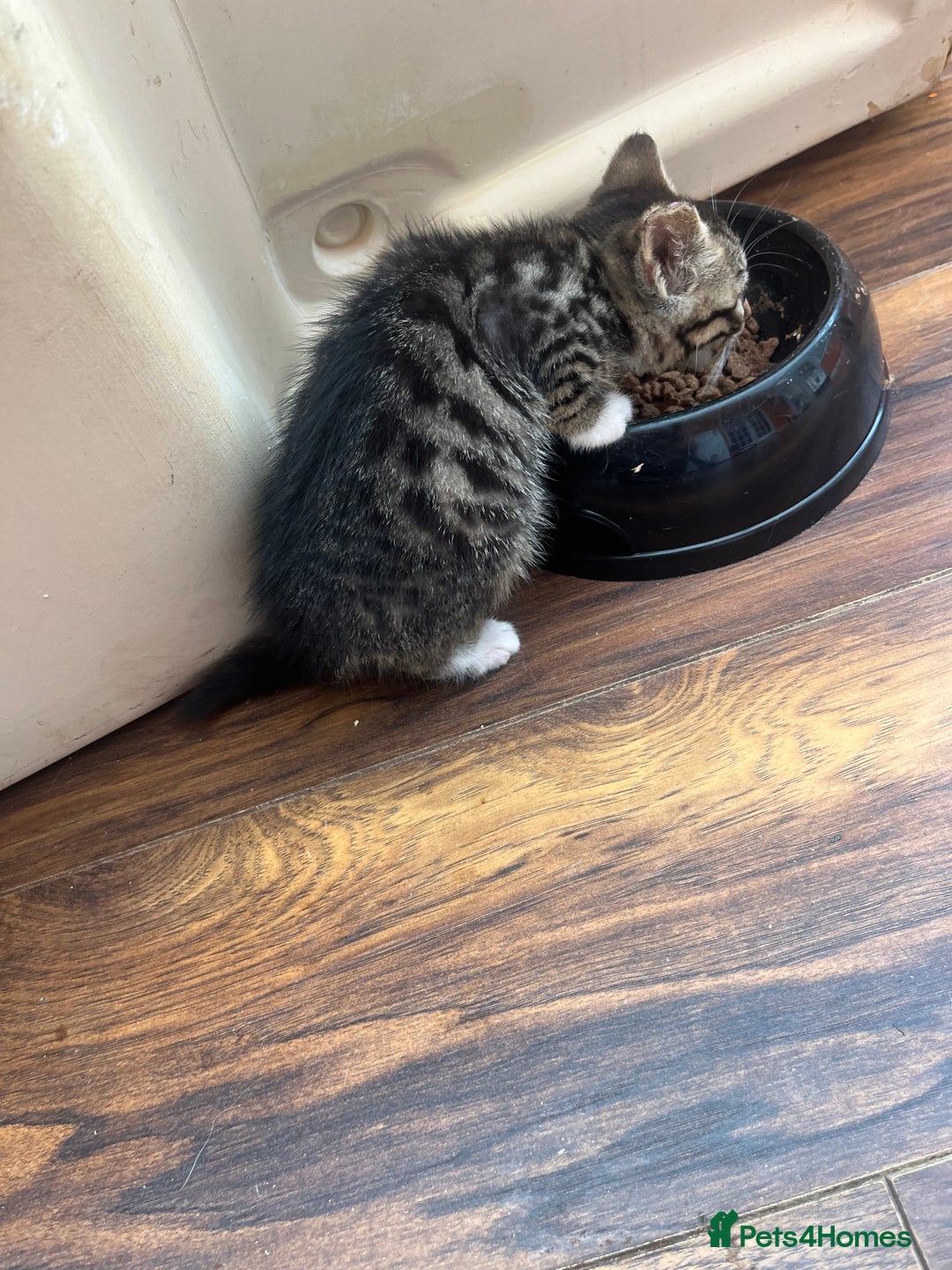 Bengal cats for sale: Bengal babies  - Image 22