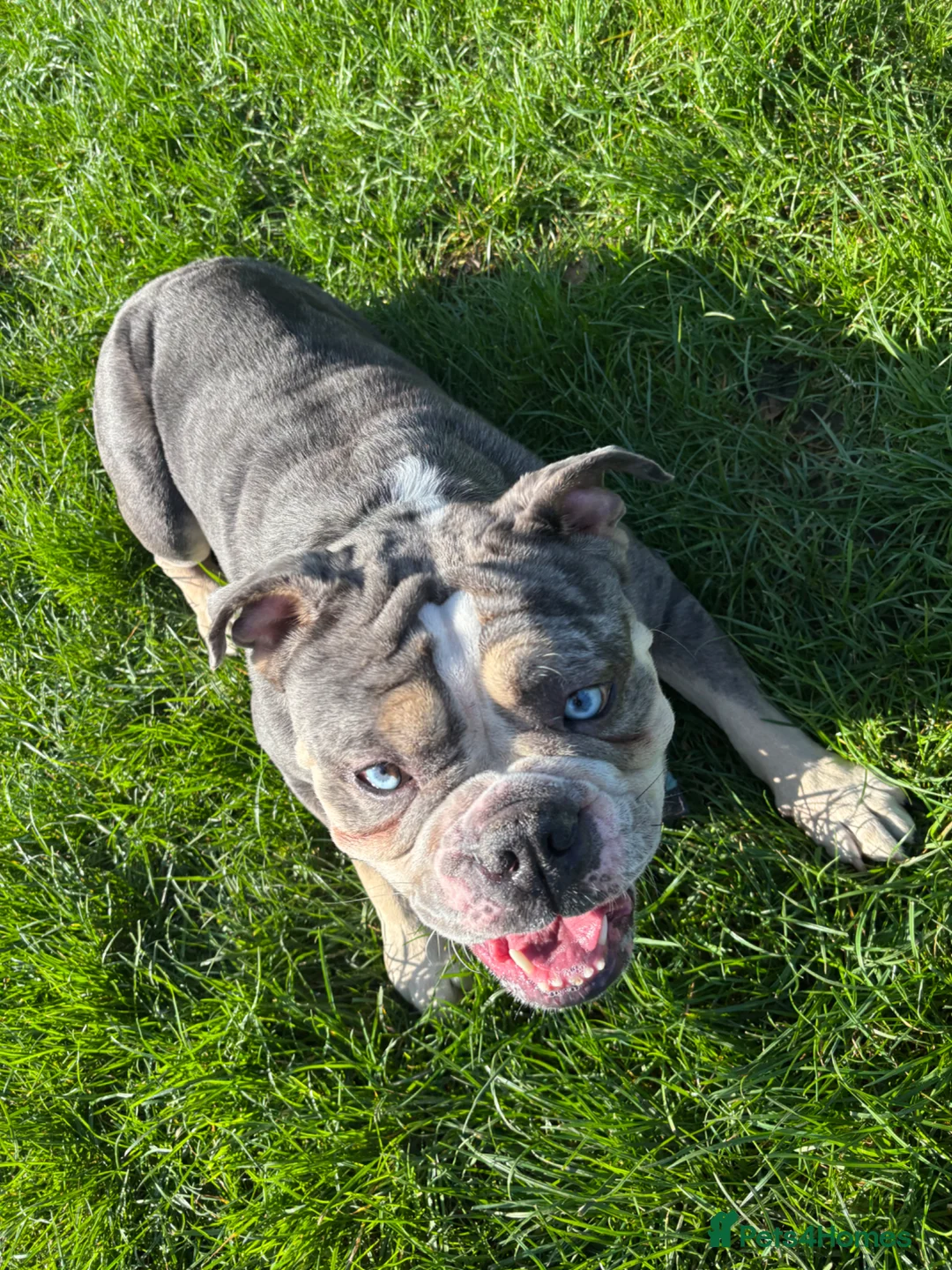 English Bulldog dogs for sale: Misty  in Chatham - Advert 1