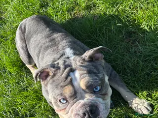 English Bulldog dogs Misty - Advert 8