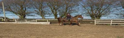 Irish Sports horses for sale: Super 15.2 allrounder  - Advert 26