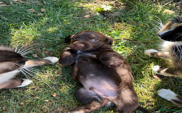 Cocker Spaniel dogs - Advert 2