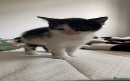 Mixed Breed cats for sale: ❗️2 litters for sale❗️ - Image 12