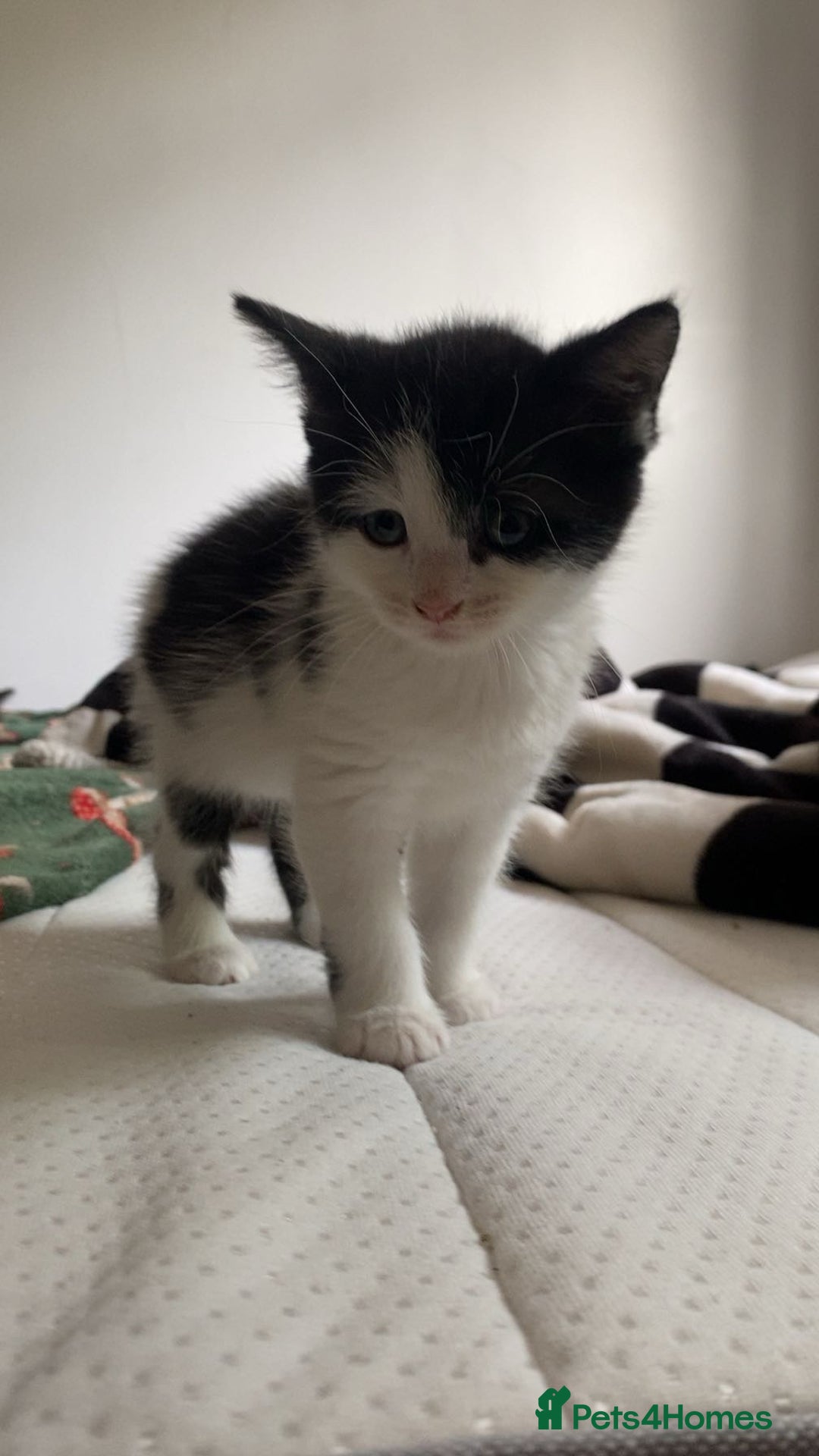 Mixed Breed cats for sale: ❗️2 litters for sale❗️ - Image 12