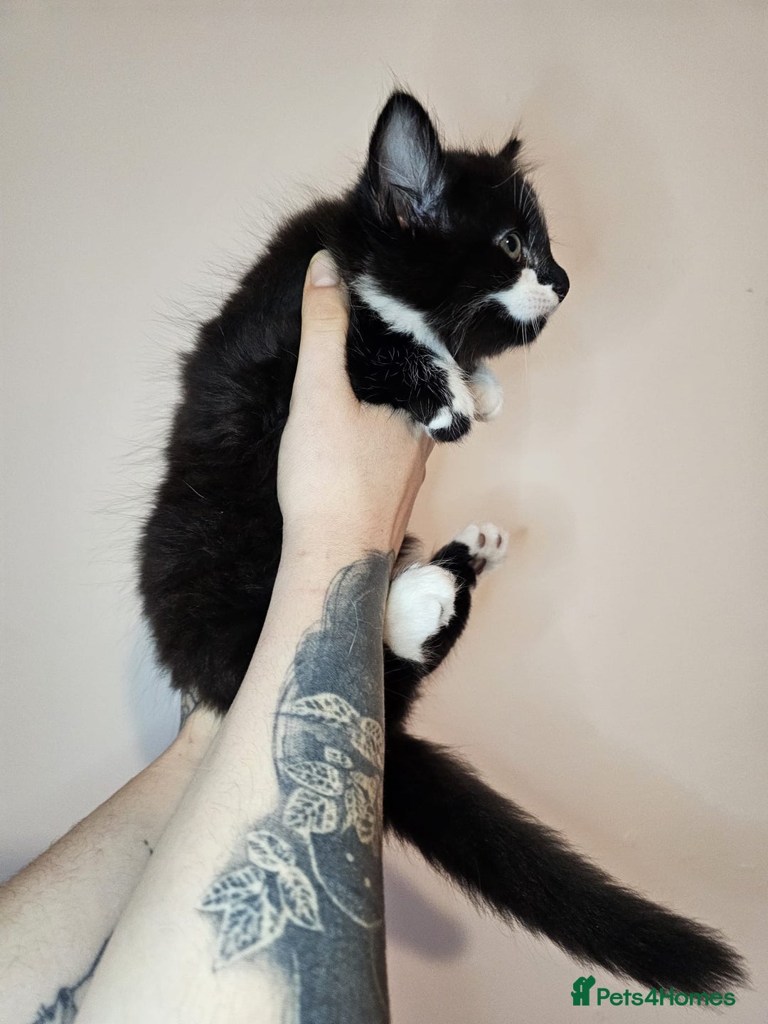 Mixed Breed cats for sale: Beautiful kittens looking for a forever homes - Advert 10