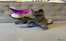 Scottish Fold cats for sale: Amazing Kittens Waiting for You! Just 2 left🥰 - Image 8