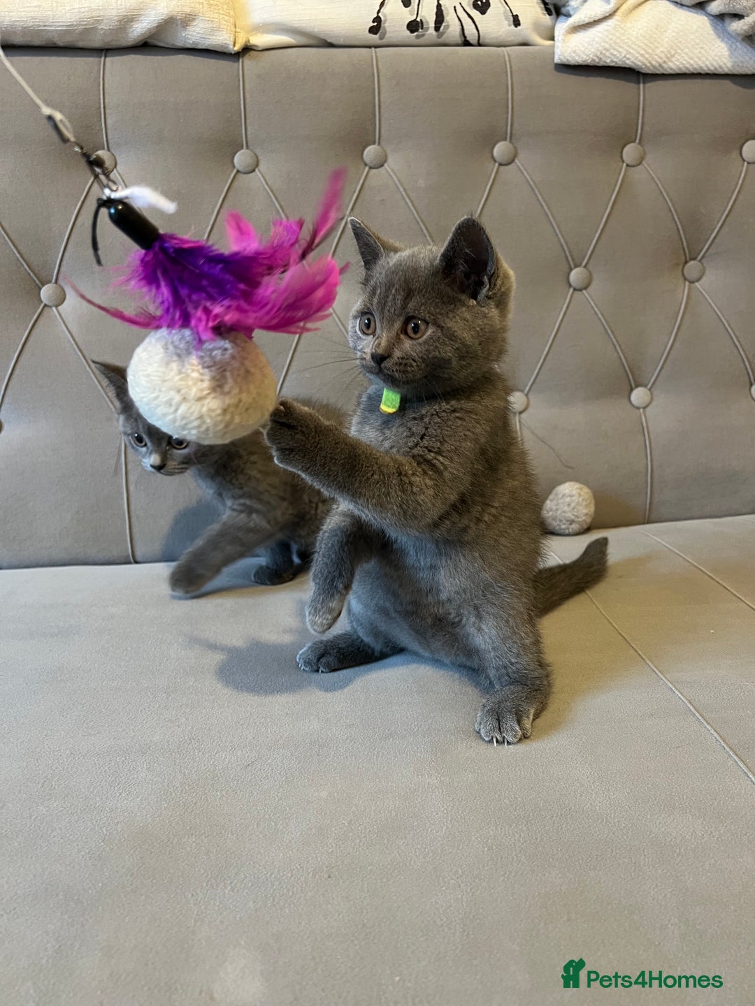 Scottish Fold cats for sale: Amazing Kittens Waiting for You! Just 2 left🥰 - Image 8