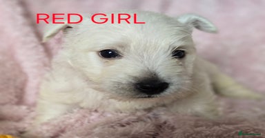 West Highland Terrier dogs - Advert 1