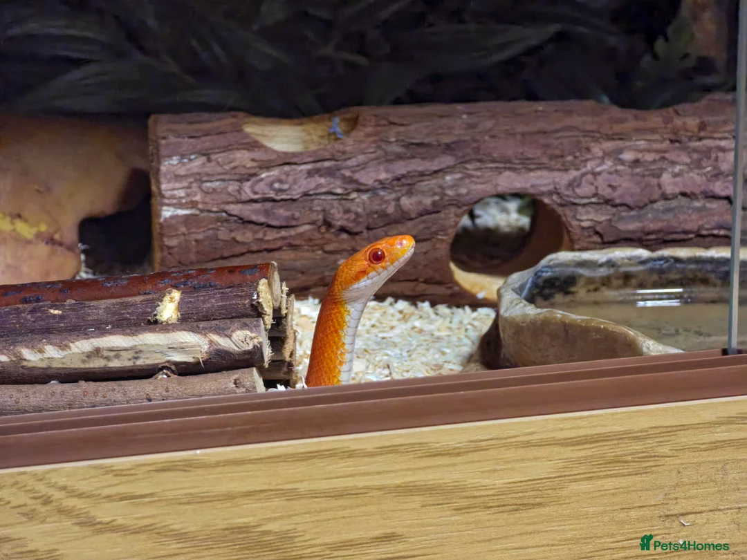 Corn Snake reptiles for sale: Pete- the Fire Stripe Cornsnake  in Nottingham - Advert 11