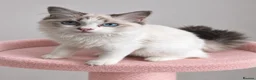 Ragdoll cats for sale: Beautiful TICA Registered Ragdoll Kittens - Advert 12